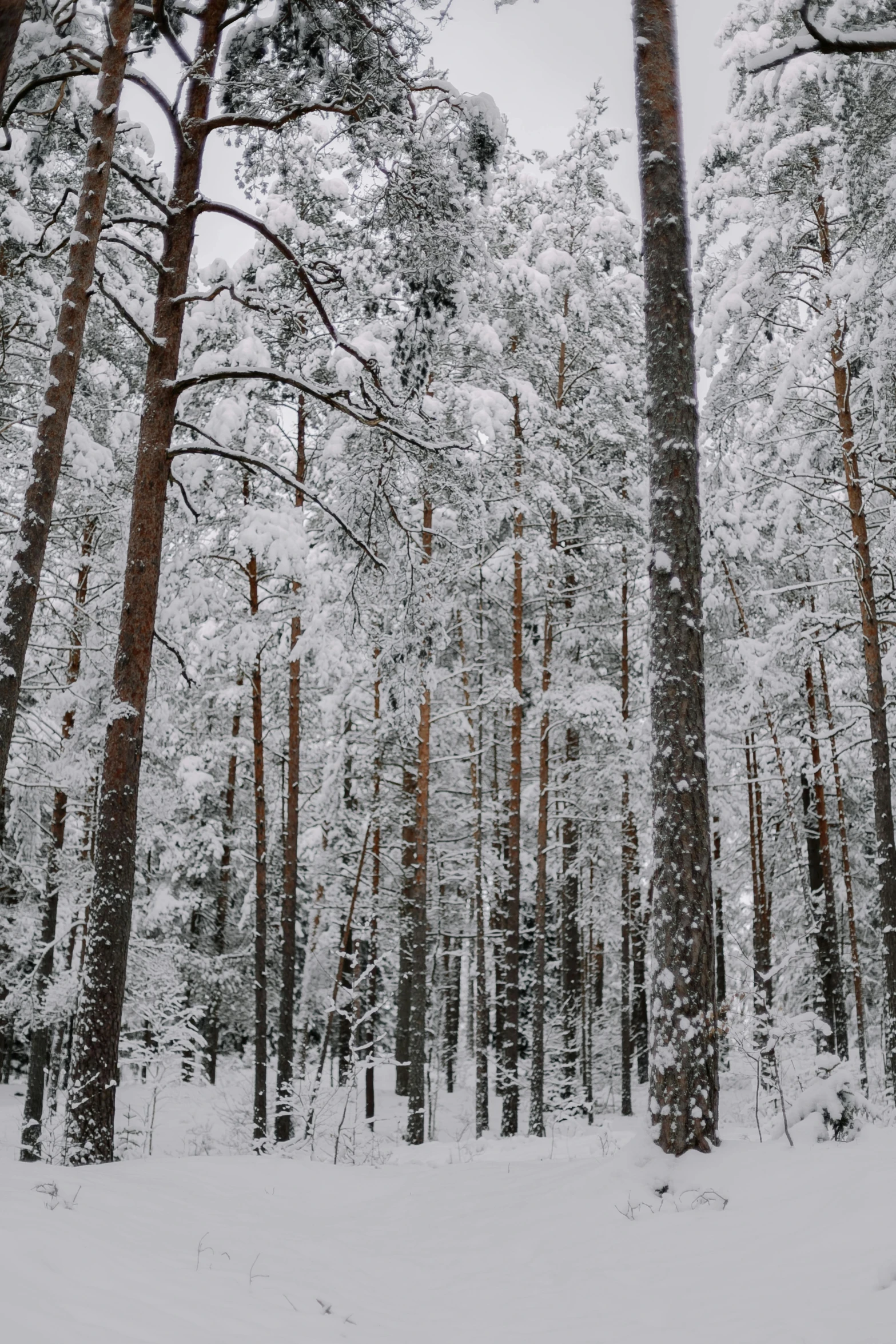 a snow covered forest is seen in this picture