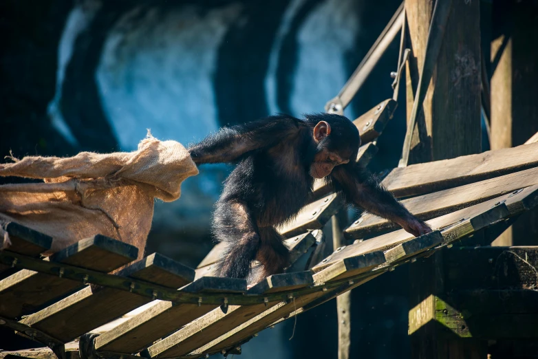 an image of a baby chimpan walking on a tight wire