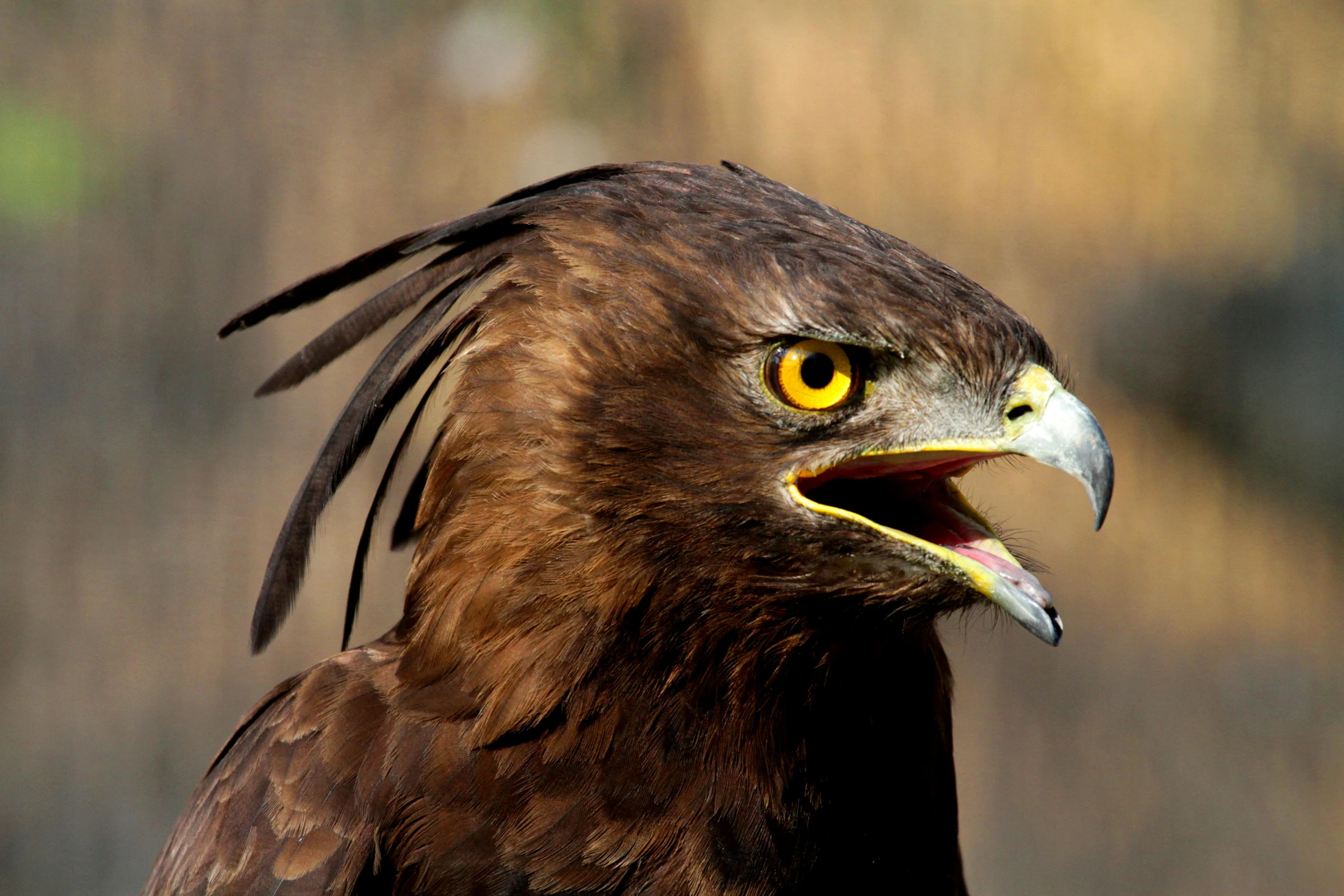 the brown bird with black feathers has sharp yellow eyes