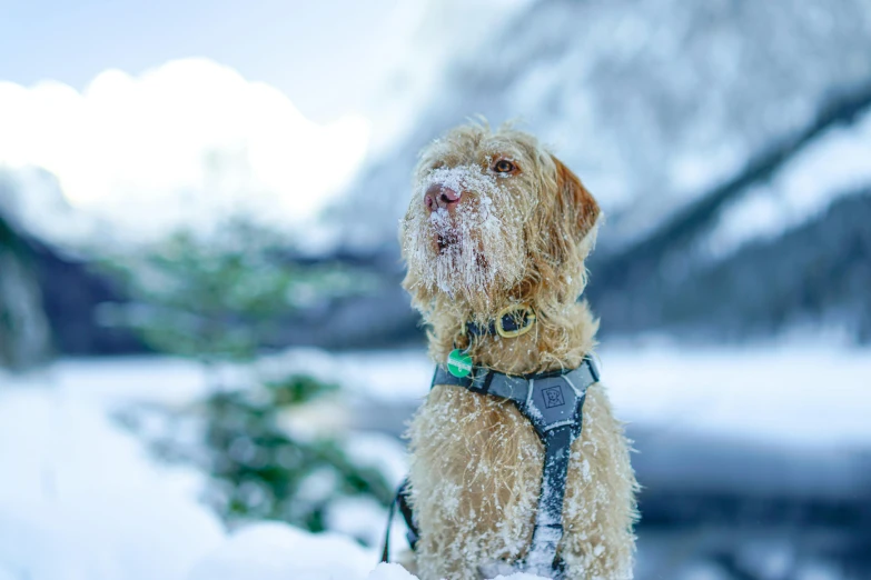 an adorable dog standing in the snow with a green collar