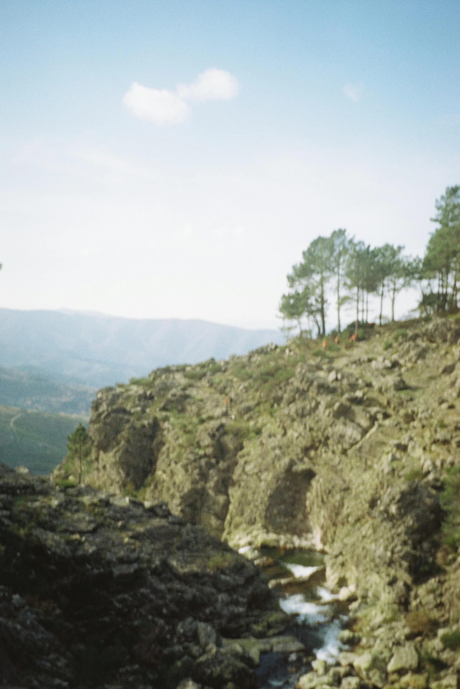 some trees that are on a hill near water