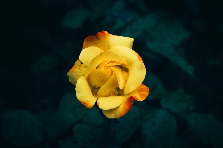 the inside of a yellow flower is surrounded by leaves