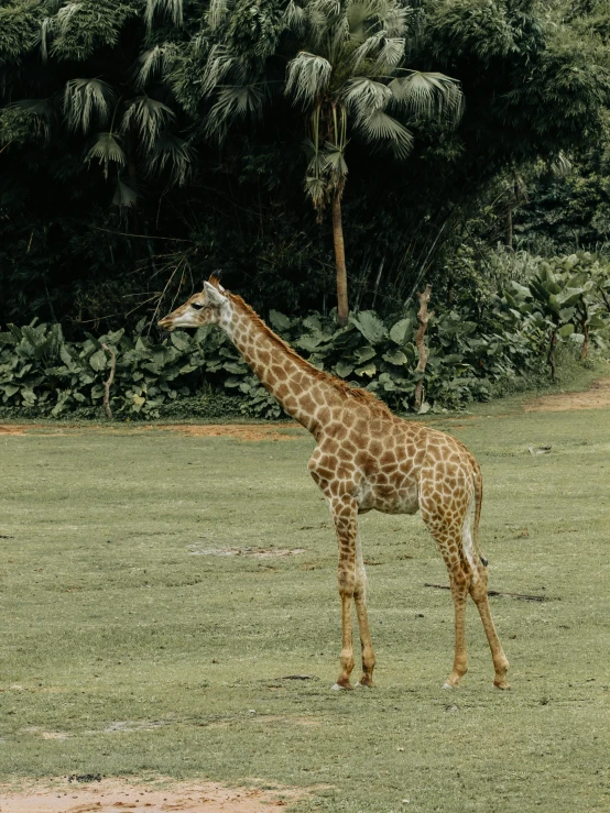 a giraffe that is standing in the grass