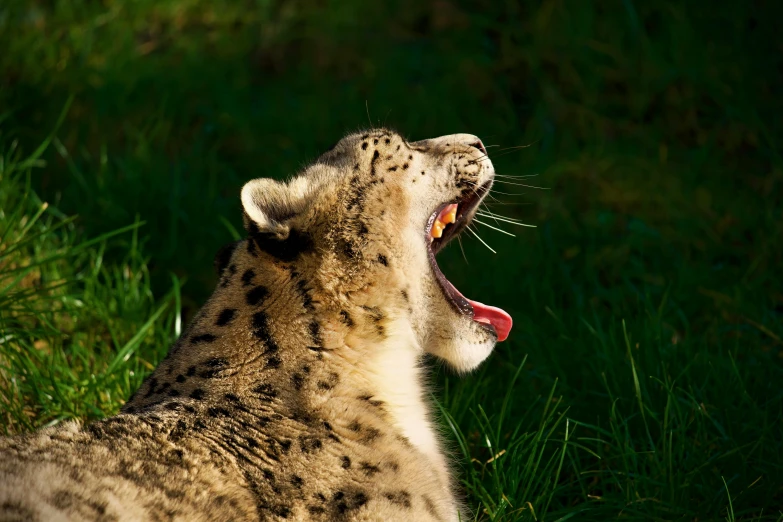 a snow leopard yawns in a grass area