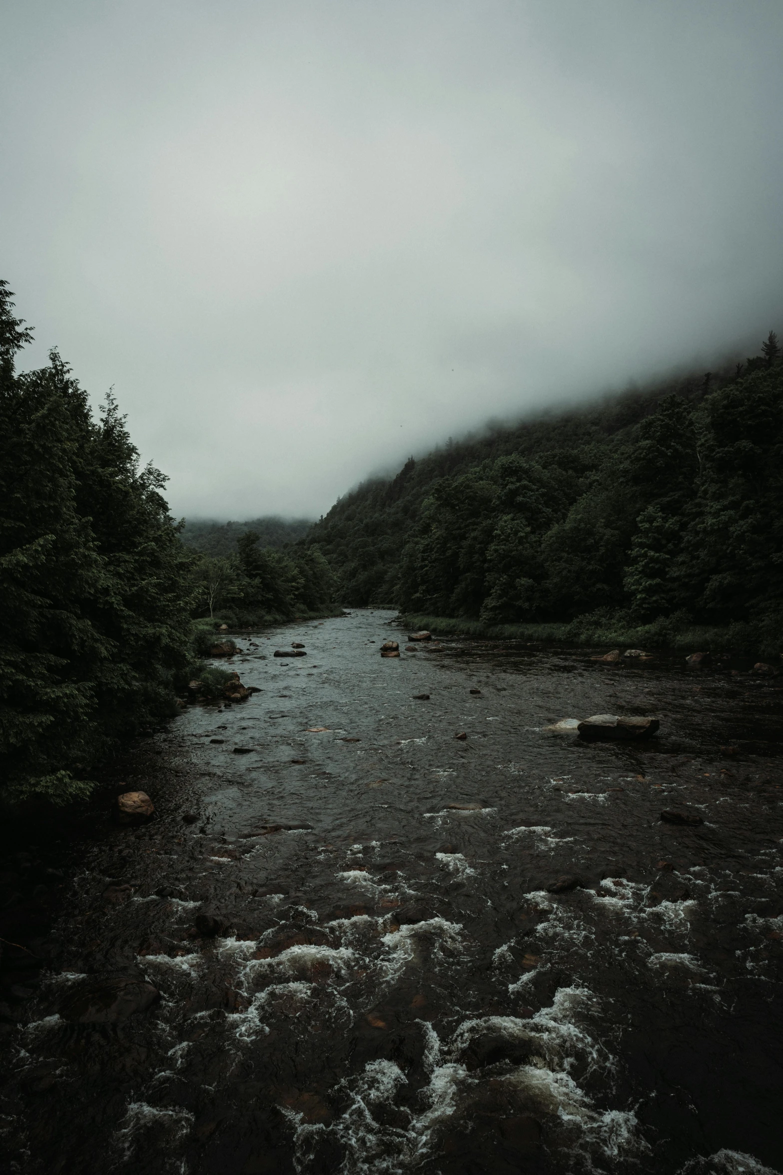 a creek in the middle of the forest is covered by mist