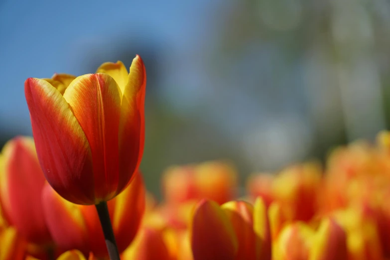 the close up picture shows a small group of red and yellow flowers