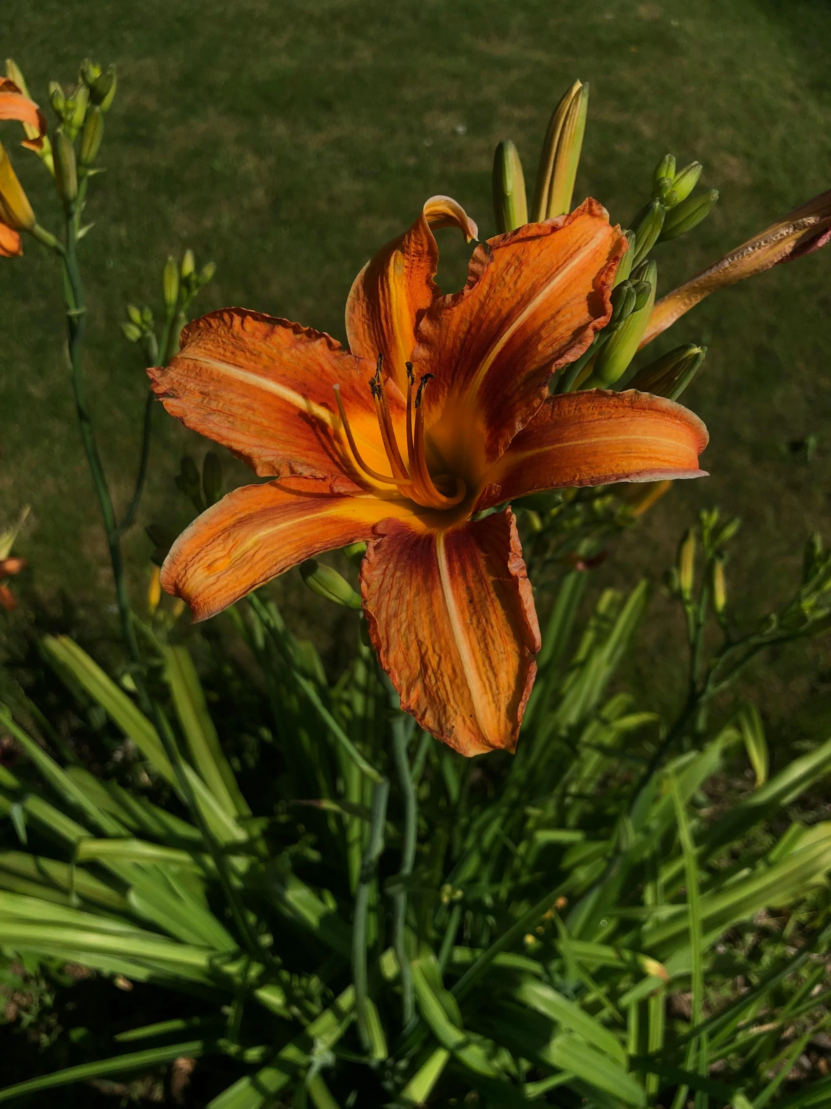 a close up of an orange flower on a plant