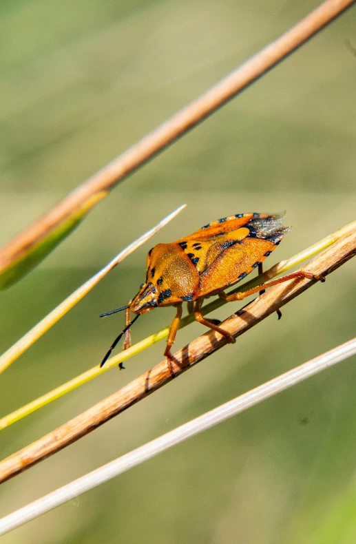 an orange and black bug sitting on top of a plant