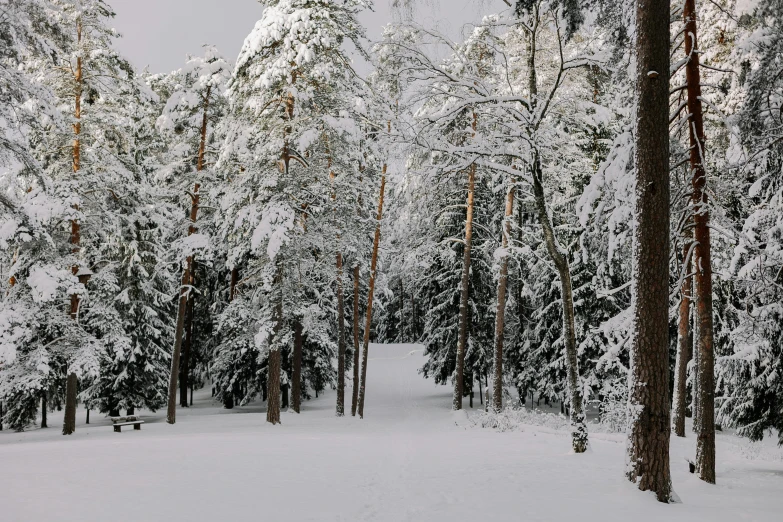 there is a snow covered area in the woods