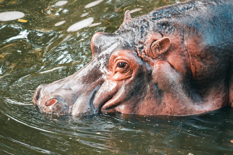 a hippopotamus is submerged in water, while it's head above the water