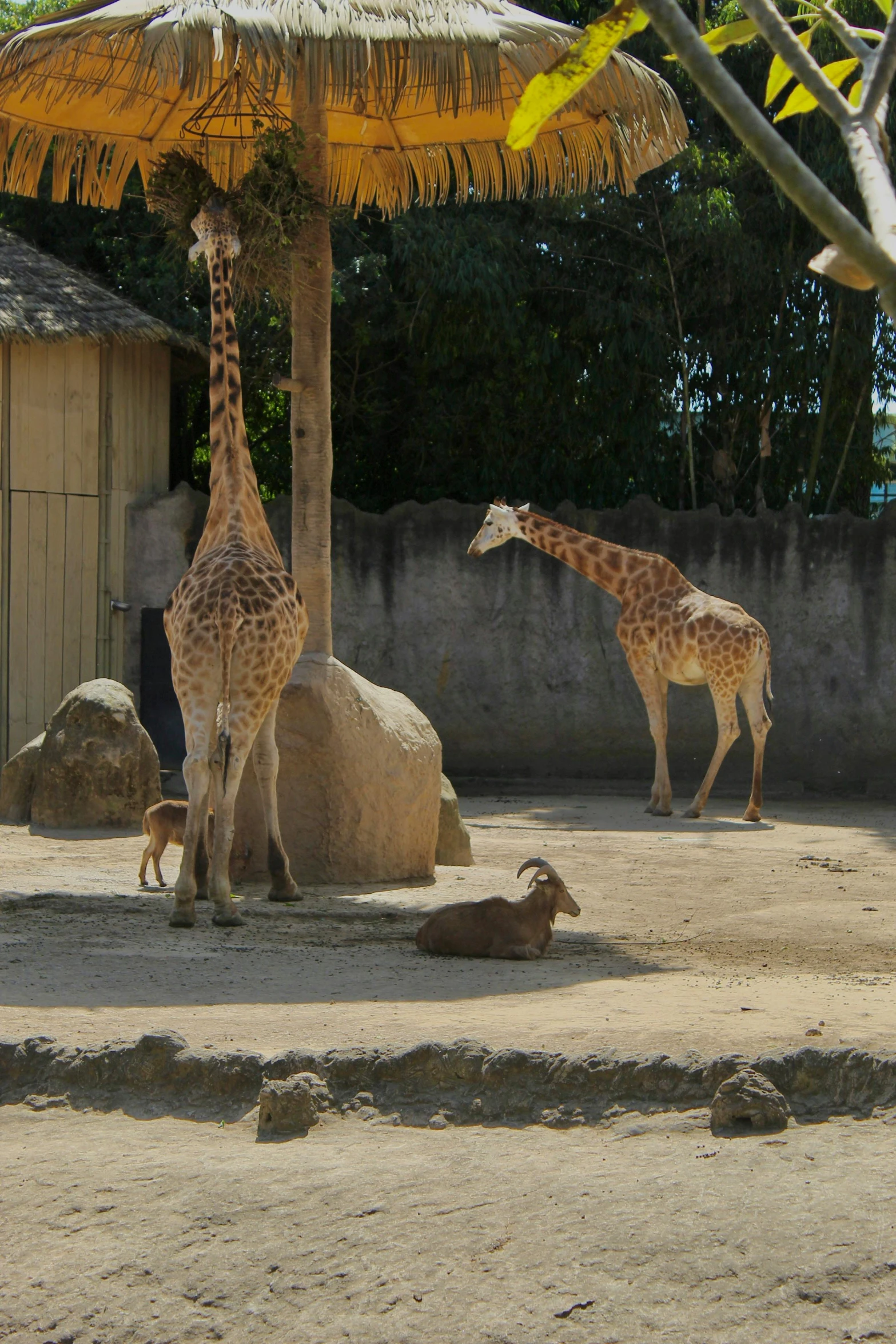 a couple of giraffe walking through a dirt field