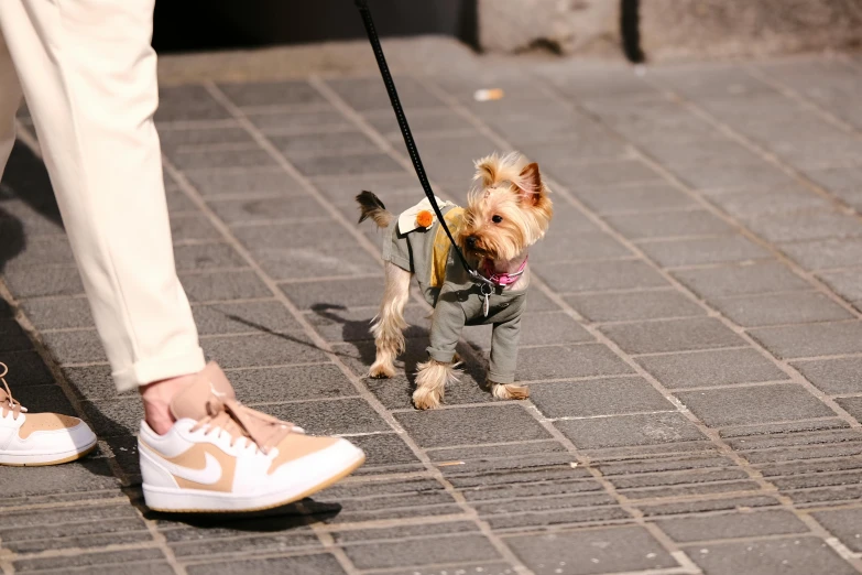 a dog standing on a leash, it is being held by someone