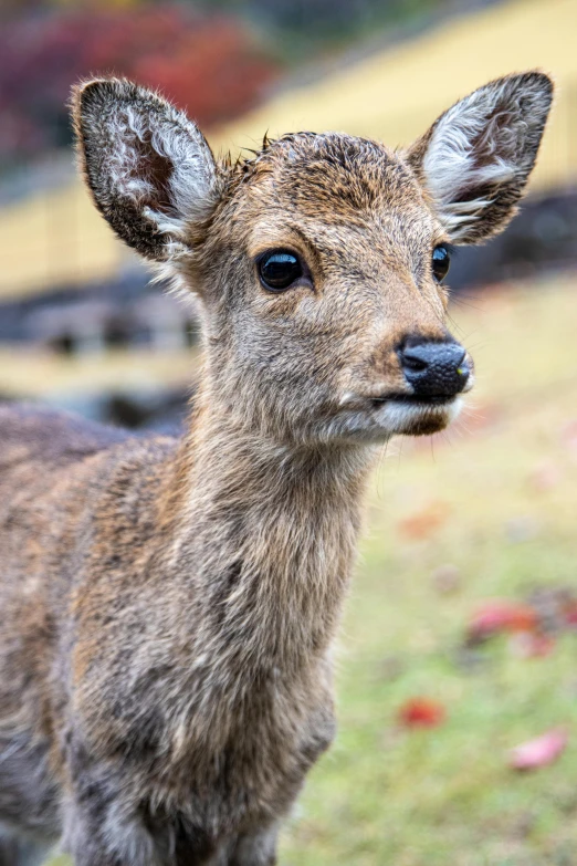 close up of an animal with a small face