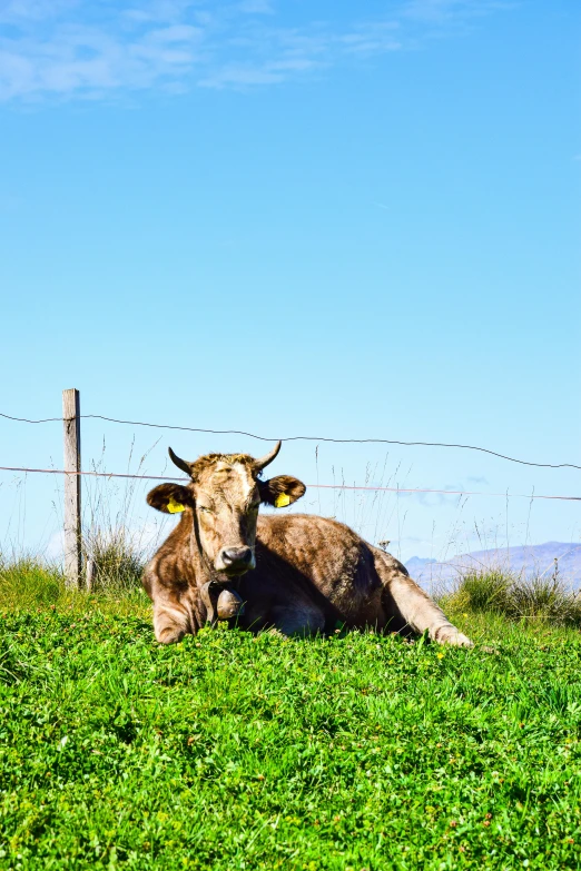 cow laying down on a grassy hillside next to a wire fence