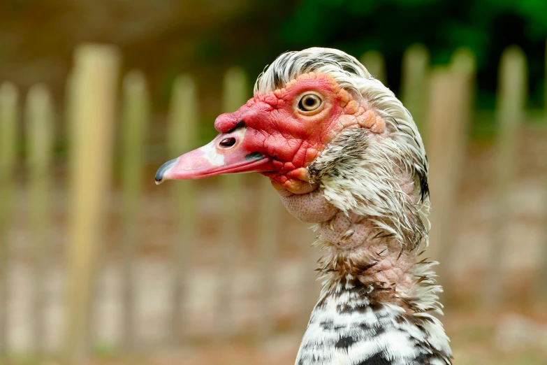 a goose with orange eye and black spots