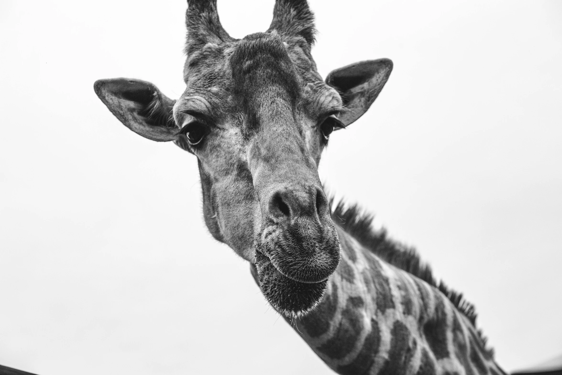 the face of a giraffe looks over its shoulder