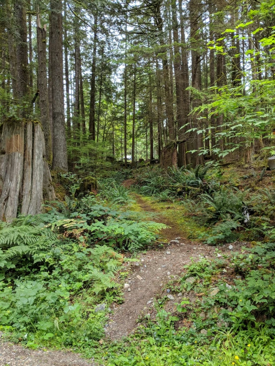 the path is marked with green foliage along side the woods