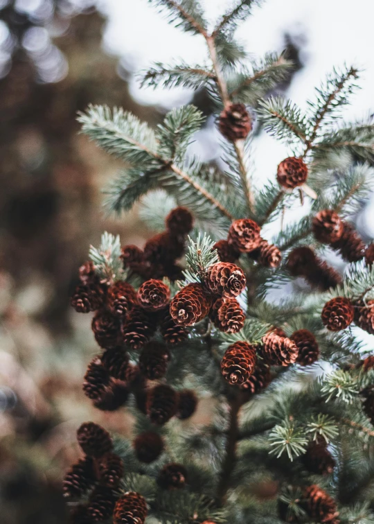 some green pine cones sitting on a tree nch