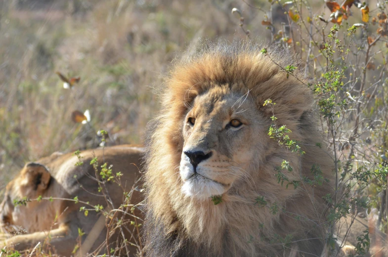 a lion sitting in the grass and looking straight ahead