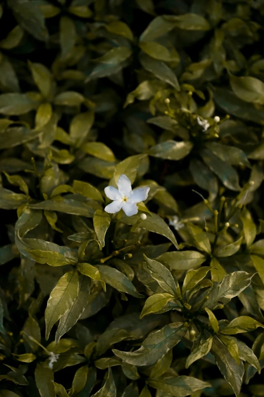 a close - up of some very pretty plants