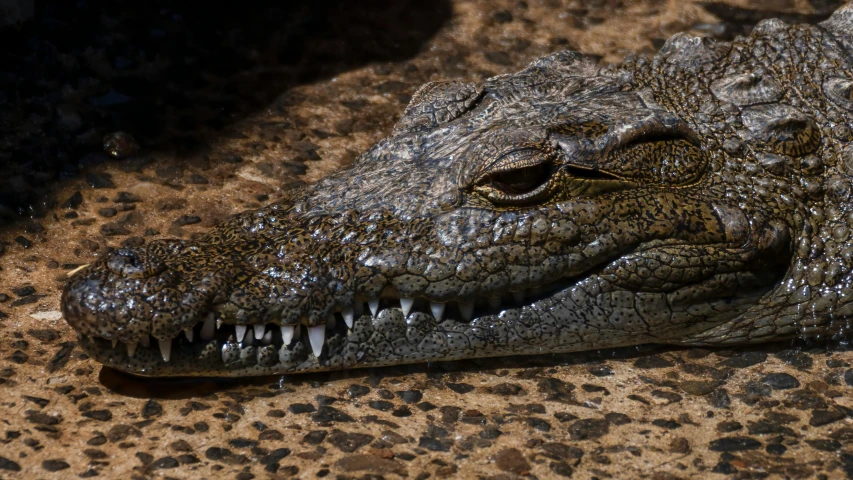 close up of an alligator's teeth and head with its mouth open