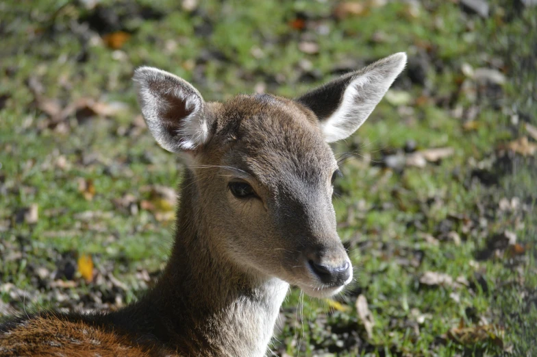 this is a deer who is in some grass