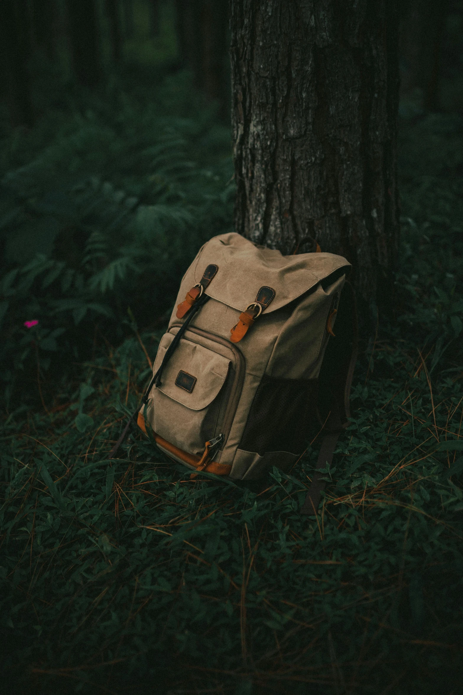 a backpack sitting next to a tree in a forest