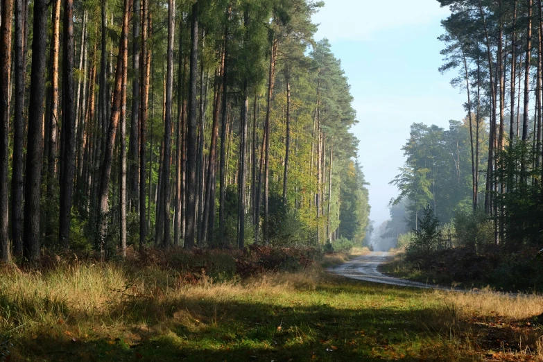 a narrow dirt road leads through the pine forest