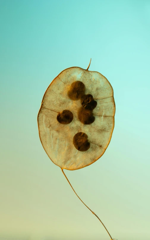 a leaf on top of the same thing as a balloon