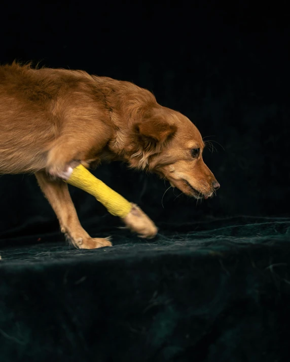 dog walking on a dark surface with a yellow object in his mouth