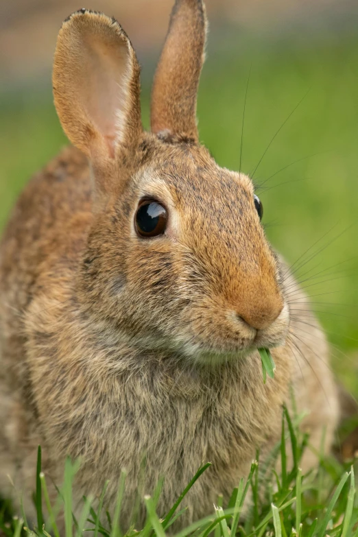 a small rabbit is sitting in the grass