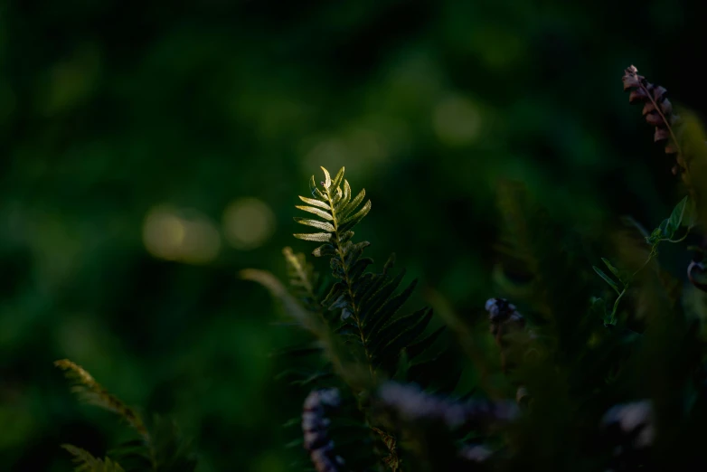 a green plant with long, thin leaves