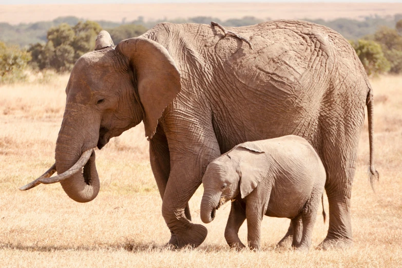 a large elephant and baby elephant walking in a grassy area