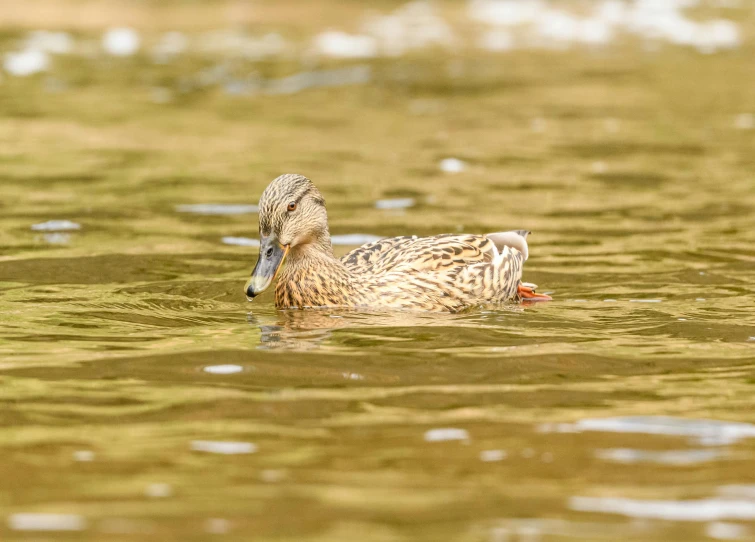 a duck swimming in the middle of the water