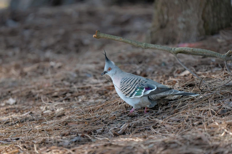 a pigeon sitting in the grass and looking back