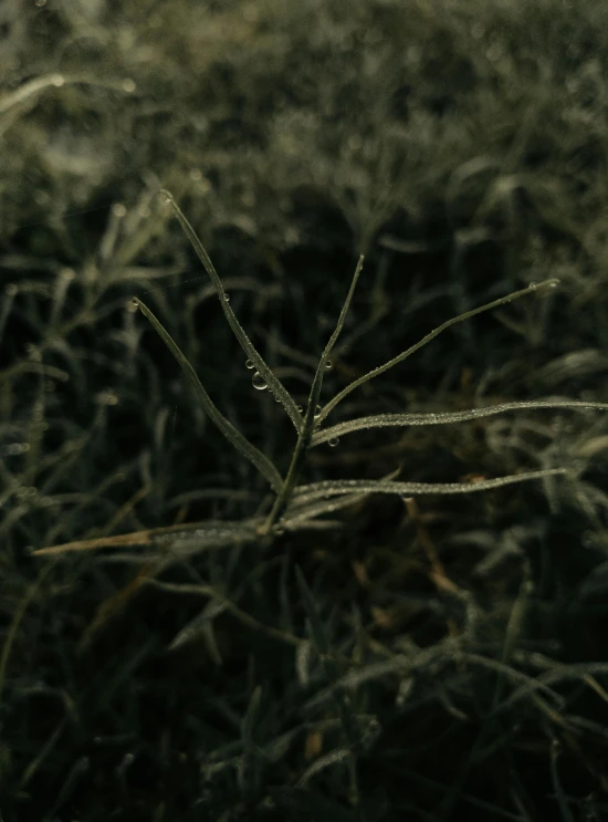 water drops on the blades of grass