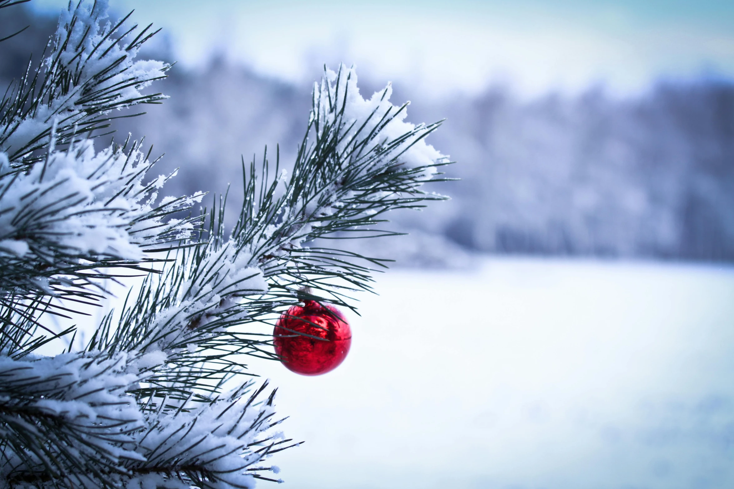 a red bauby hanging from a fir tree in a snowy field