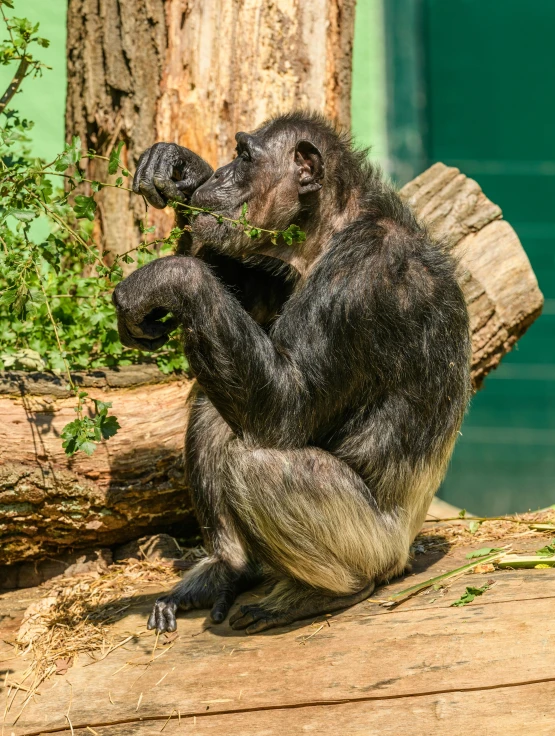 a small brown animal sitting on top of a wooden plank