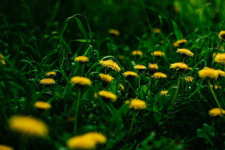 yellow dandelions in a green grass field