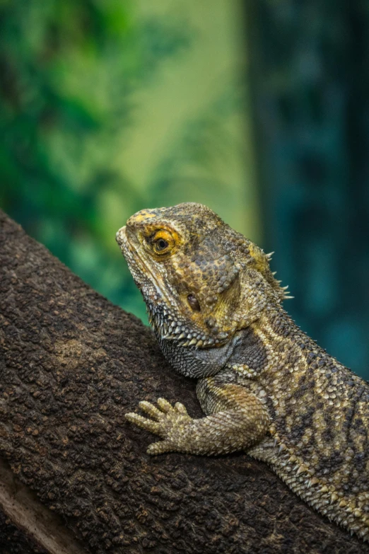 a lizard rests on the bark of a tree