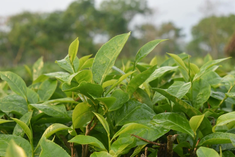 a view of several green plants with leaves in the foreground