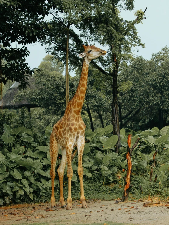 a giraffe standing in a grassy field with many trees