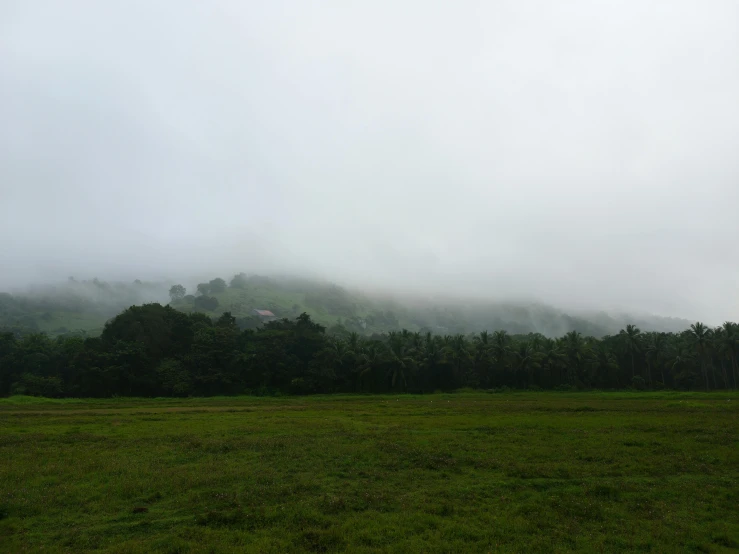 a field with some trees and a fog rolling in