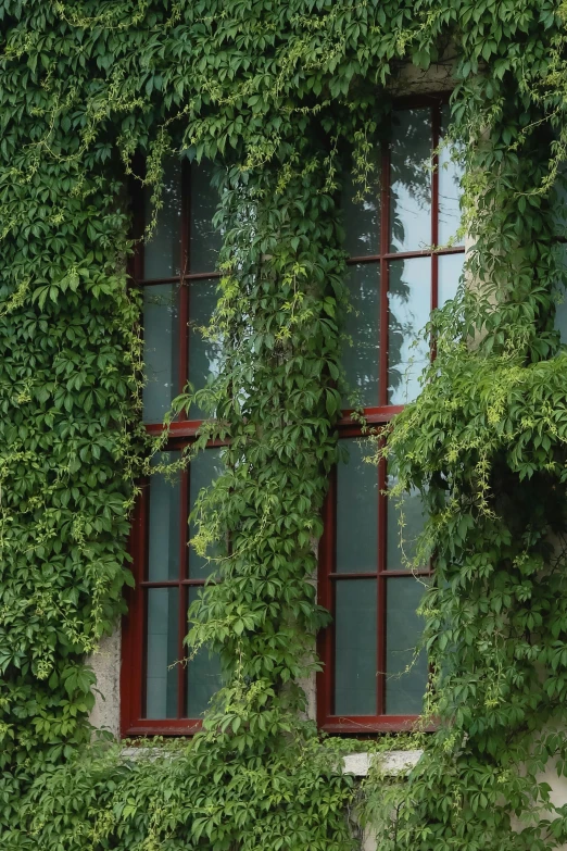 there are many green plants growing over the windows