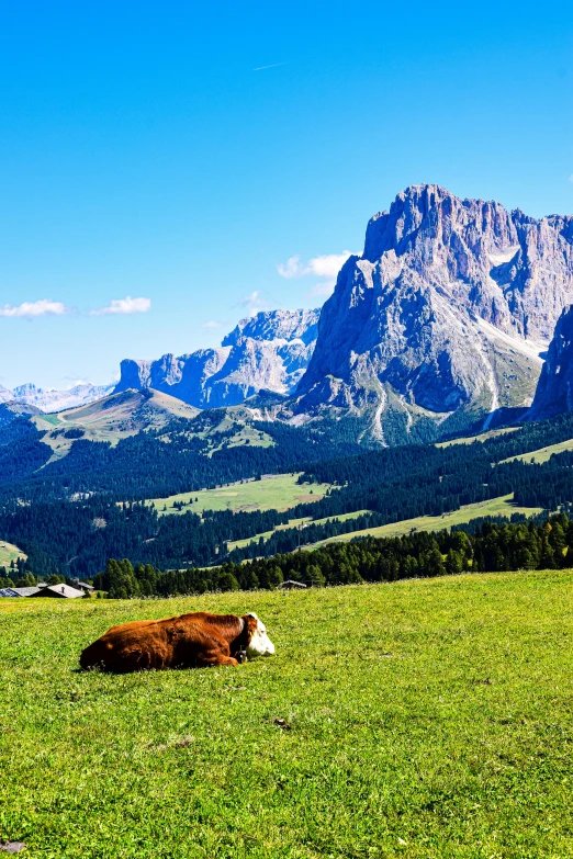 a cow lying in the green grass below the mountains