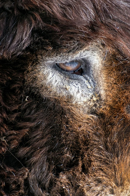 a close - up of the eyes and brown, black and white fur