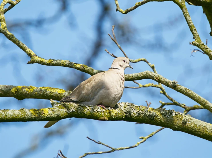 a dove is sitting on a mossy tree nch