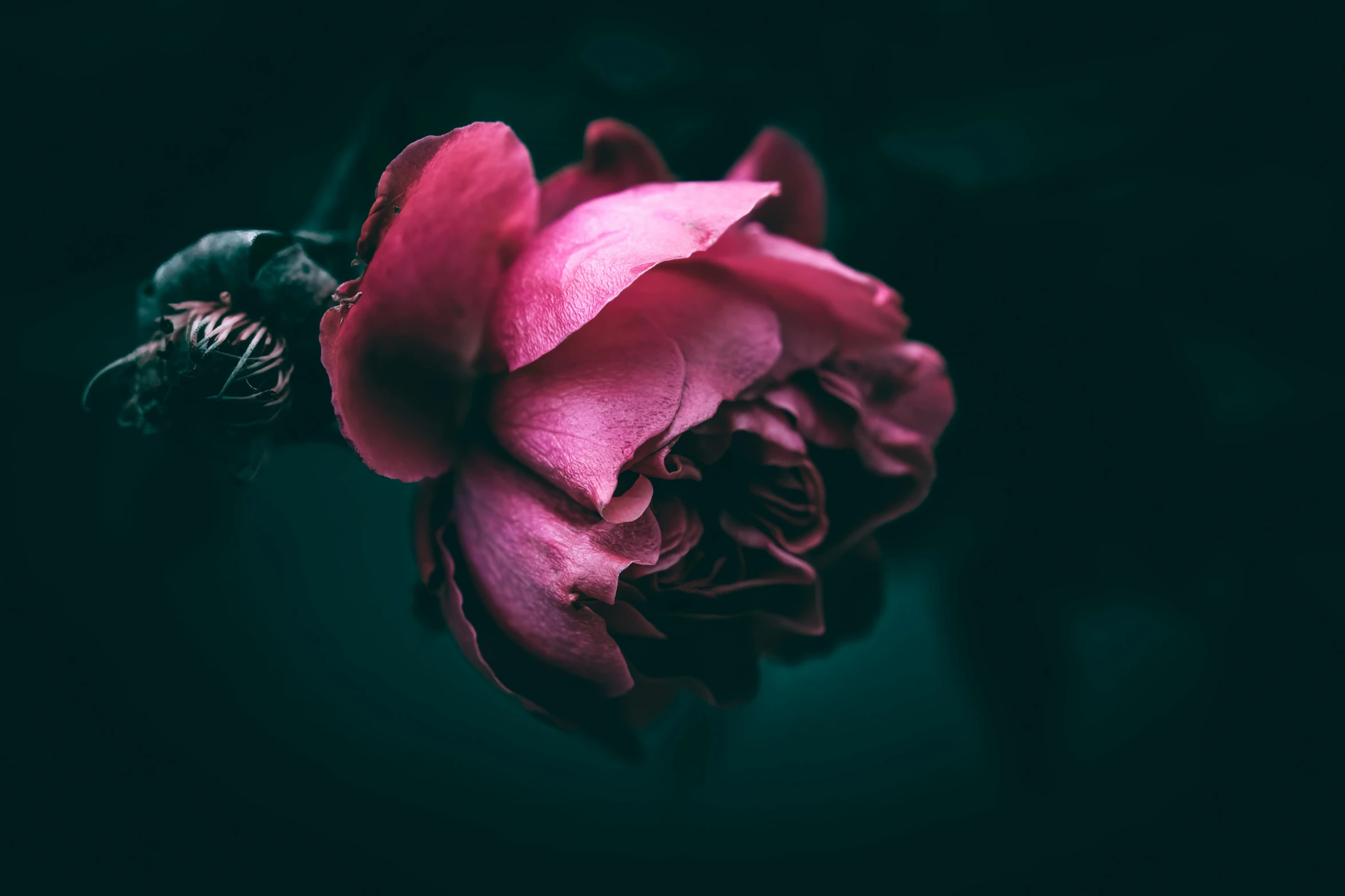 a single flower with long petals in green and pink