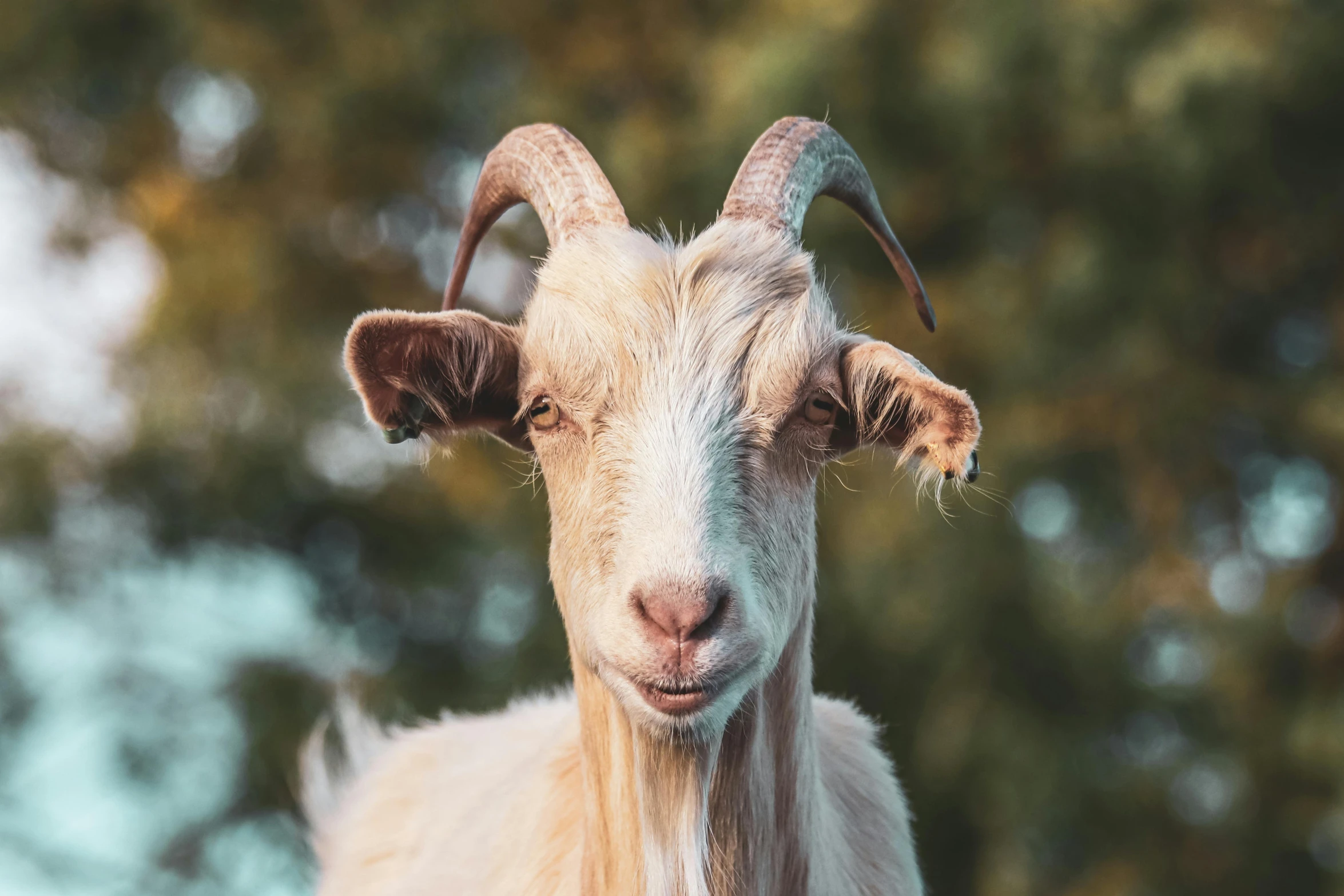 close up pograph of a goat with horns