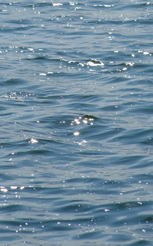 some small waves in the water with a bird perched on one